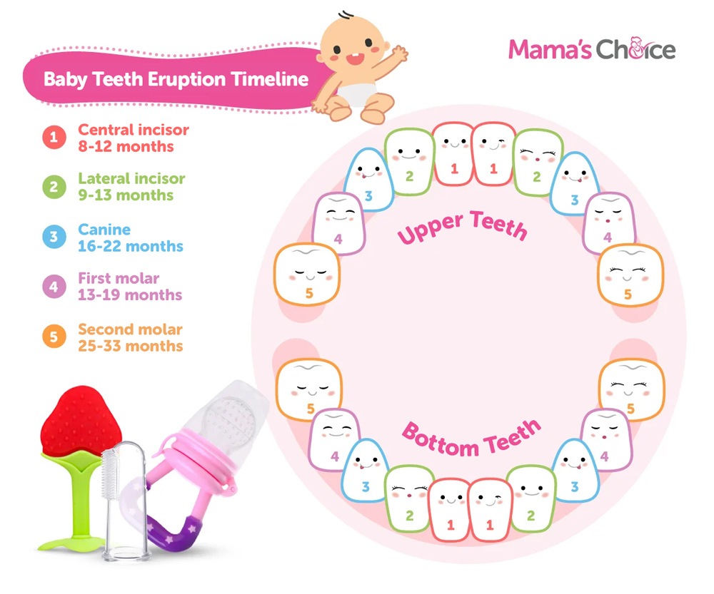 Baby teeth eruption chart timeline