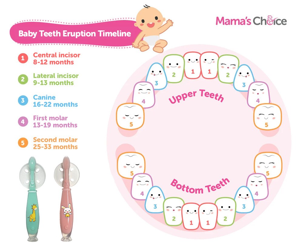 baby-teeth-timeline